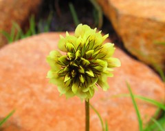Trifolium amabile