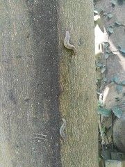 Meghimatium bilineatum