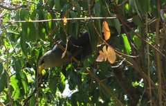 Ceuthmochares australis