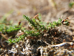 Frankenia pulverulenta