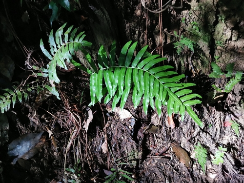 Plagiogyria japonica (Plagiogyria japonica)