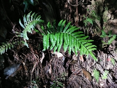 Plagiogyria japonica