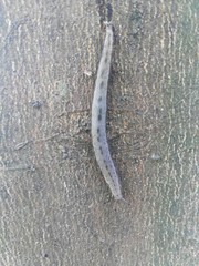 Meghimatium bilineatum