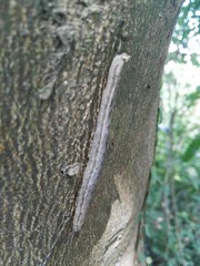 Meghimatium bilineatum