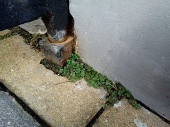 Marchantia polymorpha ruderalis