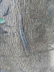 Meghimatium bilineatum