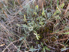 Artemisia caerulescens