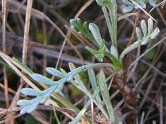 Artemisia caerulescens
