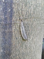 Meghimatium bilineatum