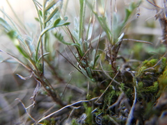 Artemisia caerulescens