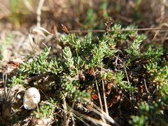 Frankenia pulverulenta