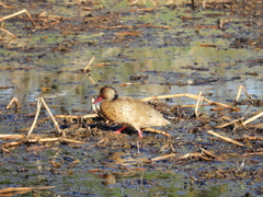 Amazonetta brasiliensis