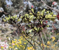 Macropidia fuliginosa