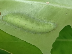 Abisara saturata kausambioides