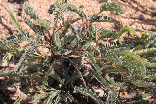 Phalanx Grevillea (Grevillea dryandroides)