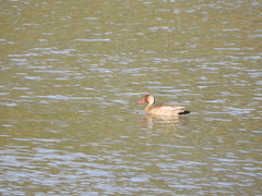 Amazonetta brasiliensis