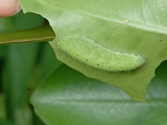 Abisara saturata kausambioides