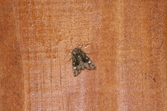 Euplexia