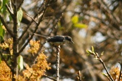 Apalis cinerea