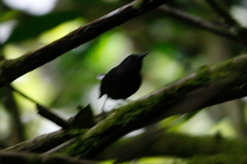 iNaturalist image