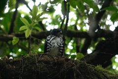 Accipiter tachiro