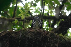 Accipiter tachiro