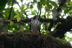 Accipiter tachiro