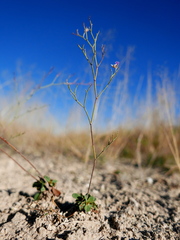 Limonium costae