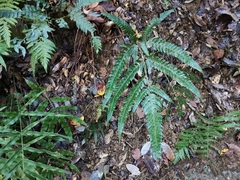 Arachniodes simplicior