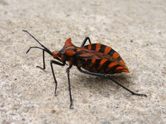 Spartocera pantomima