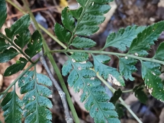 Arachniodes simplicior