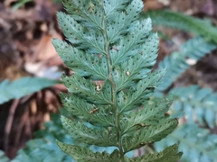 Arachniodes simplicior