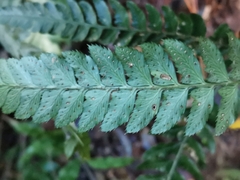 Arachniodes simplicior