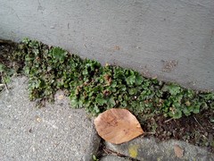 Marchantia polymorpha ruderalis