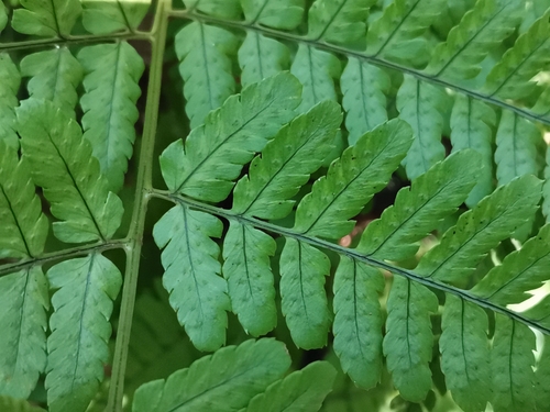 Dryopteris hondoensis, photograph 1