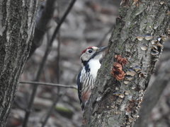 Dendrocopos leucotos