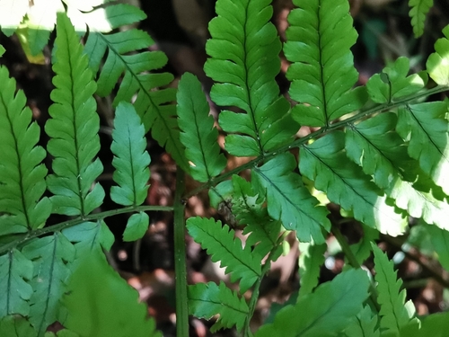 Dryopteris hondoensis, photograph 2