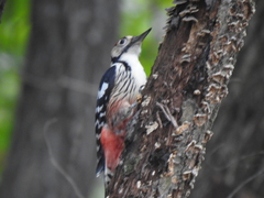 Dendrocopos leucotos