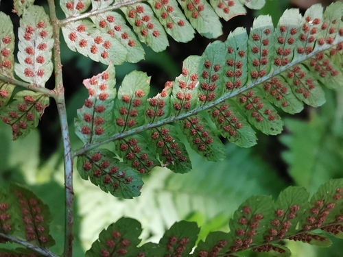 Dryopteris hondoensis, photograph 3