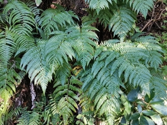 Woodwardia orientalis