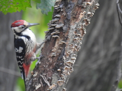 Dendrocopos leucotos