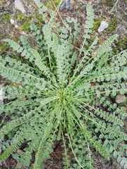 Ornithopus perpusillus