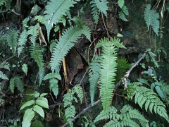 Polystichum tripteron