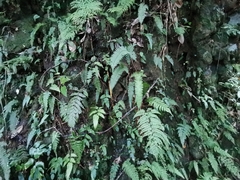 Polystichum tripteron