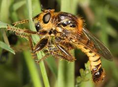 Polyphonius theodori