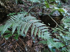 Dryopteris nipponensis