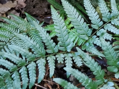 Dryopteris nipponensis