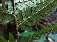 Dryopteris nipponensis