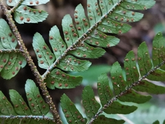 Dryopteris nipponensis