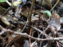 Dryopteris nipponensis